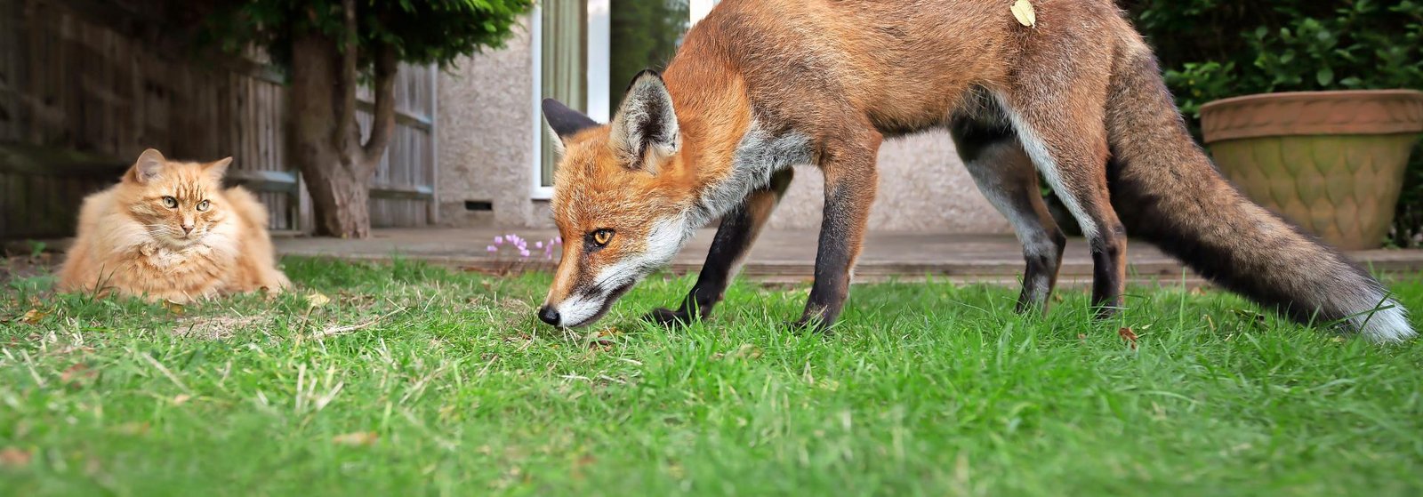 «Ich habe schon beobachtet, dass Jungfüchse mit Katzen spielen» tierwelt.ch TierWelt