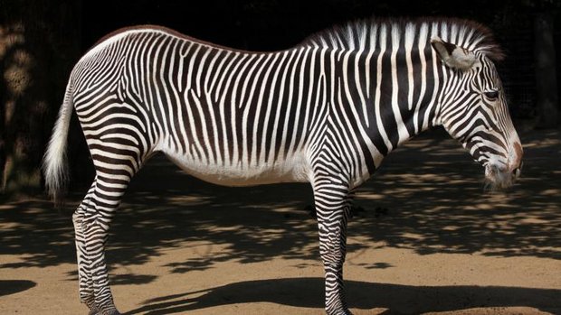 Zebra