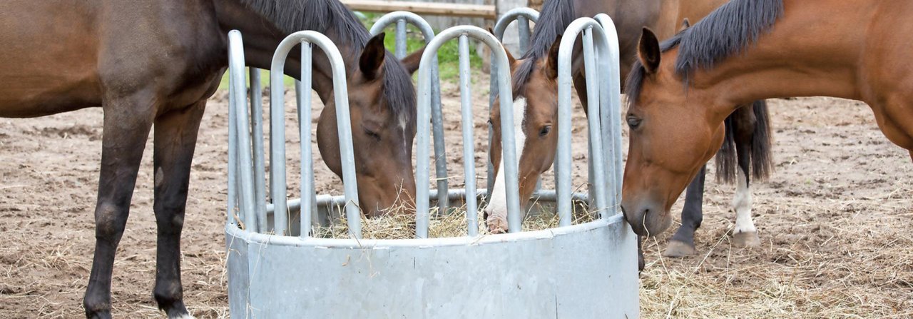 An Futterraufen auf der Weide oder im Offenstall können mehrere Pferde gleichzeitig in Ruhe fressen.