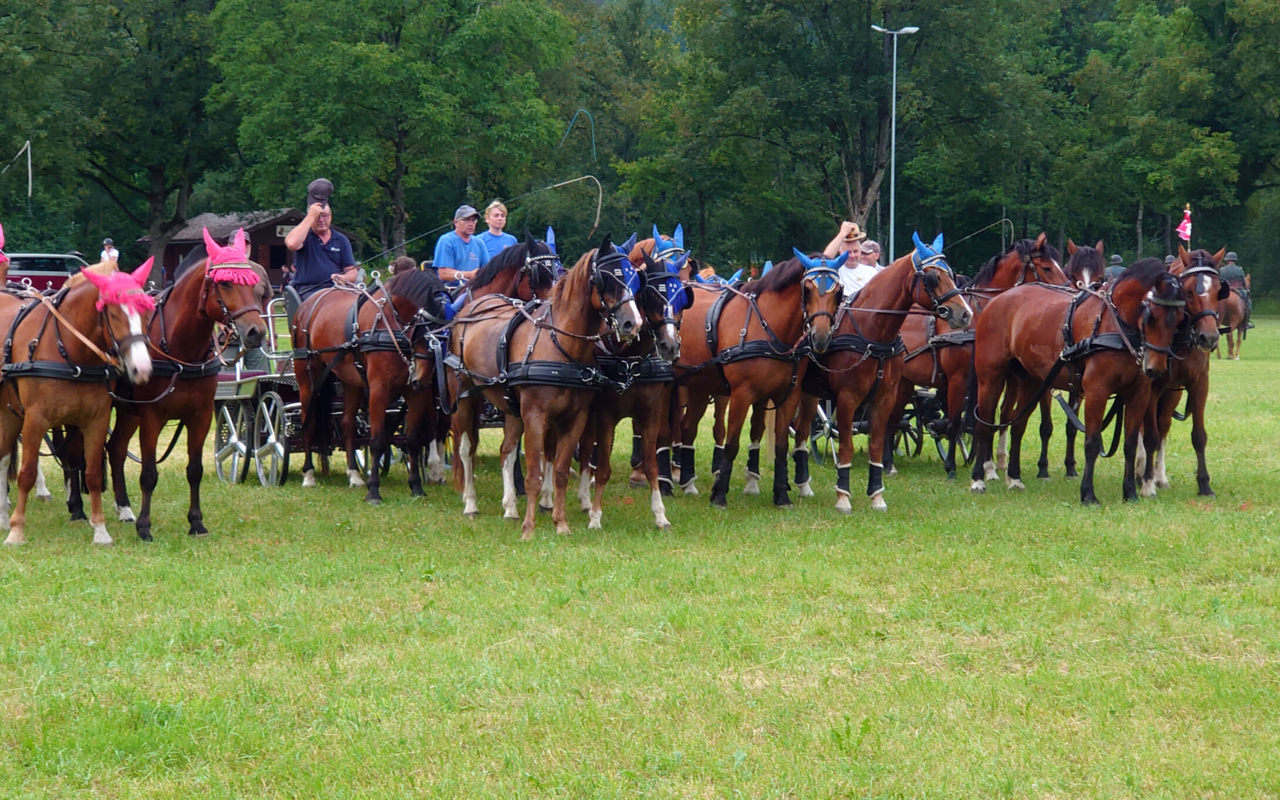 16 Pferde und vier Kutschen sind Teil der Fahrquadrille des Gastkantons Aargaus am Marché-Concours 2022.