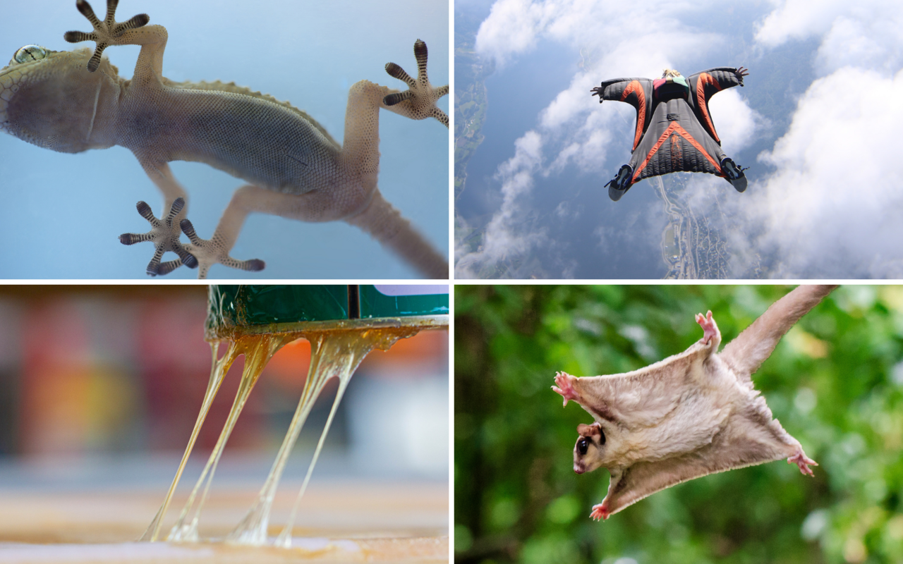 Natur als Vorbilder: Wenn Ingenieure tierisch abkupfern.