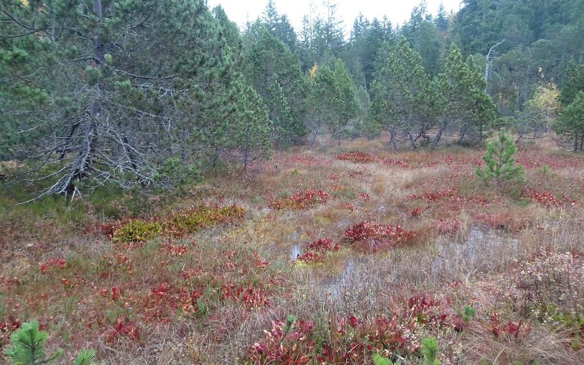 Spektakuläre Farbtupfer im Moor: Krugpflanzen. 