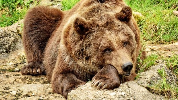 bear-s.jpg