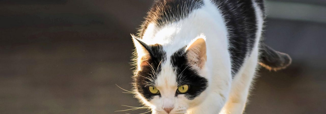 Wenn bei Katzen der Gleichgewichtssinn gestört ist, gibt es Probleme.