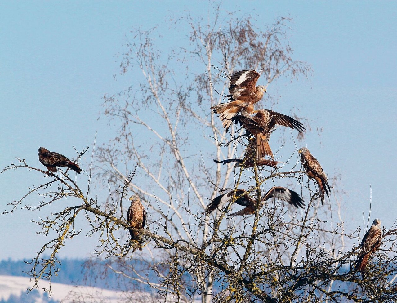 In den Winterquartieren versammeln sich jeweils mehrere Milane (unten). So lassen sich die Vögel gut zählen und ihr Bestand kann festgehalten werden. 