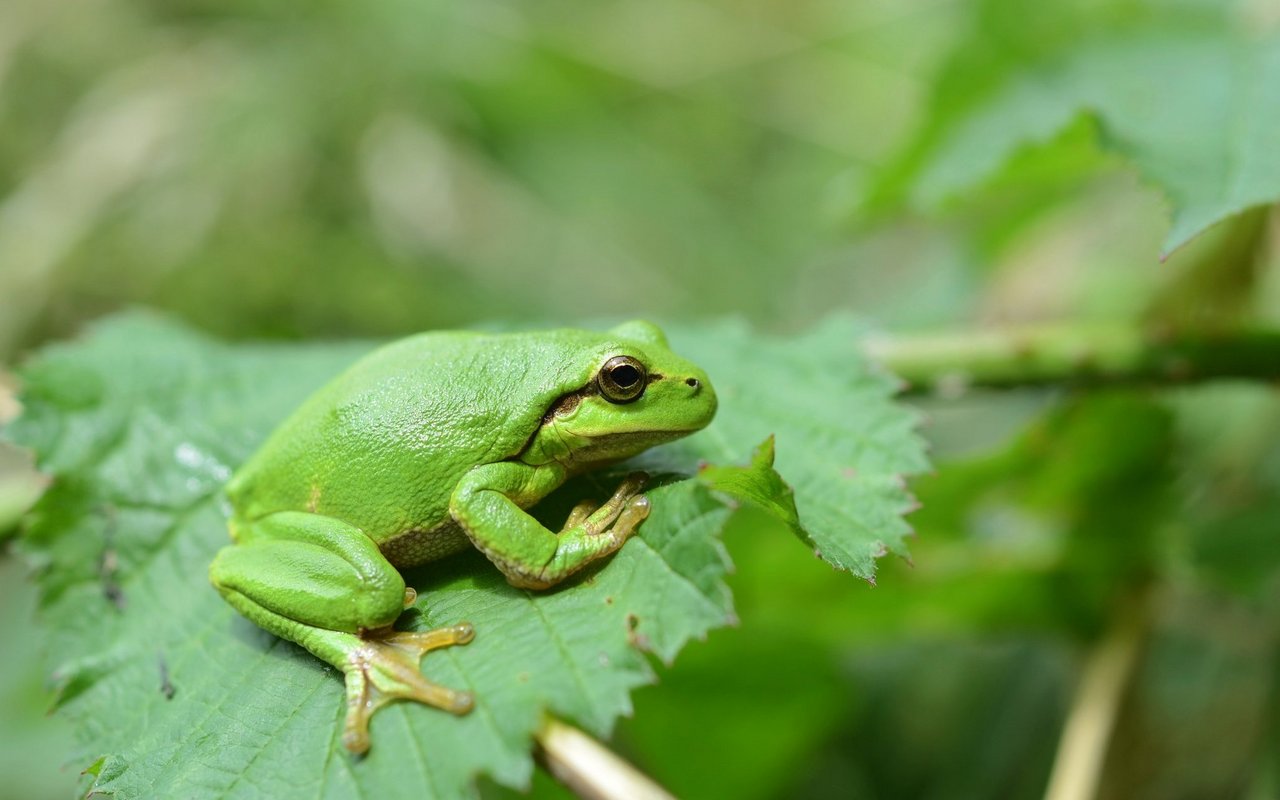 Europäischer Laubfrosch. 