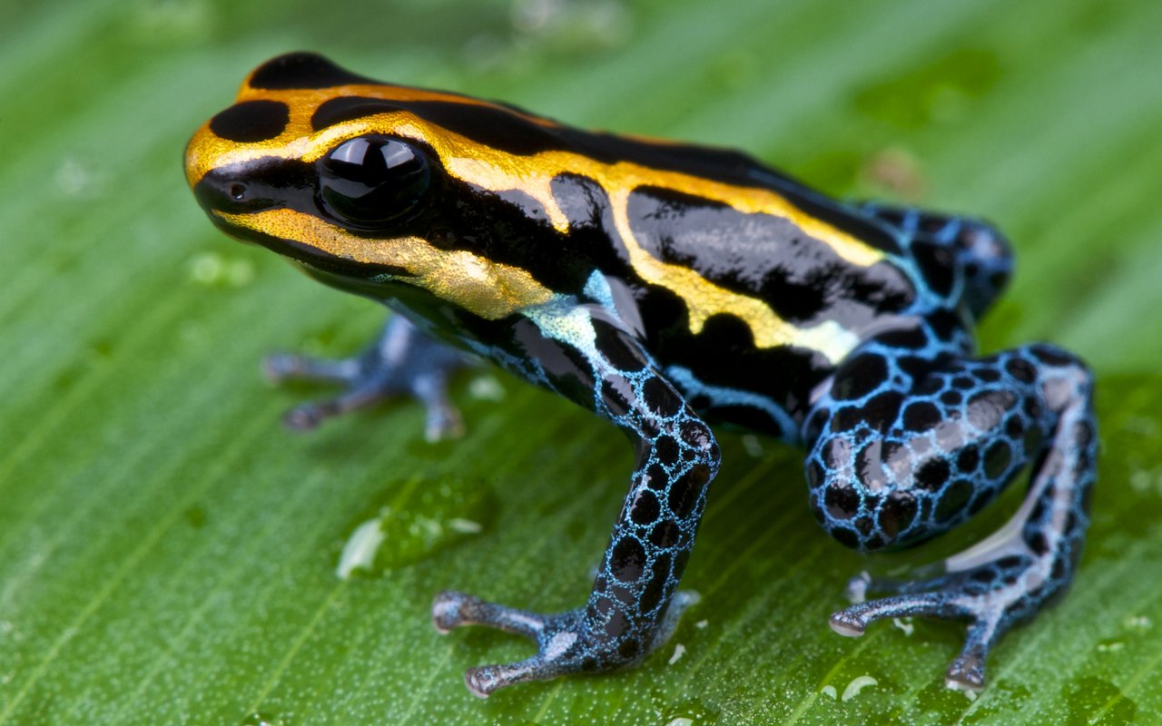 Nebst Vogel- und Säugetierstimmen kann die Künstliche Intelligenz auch Froschrufe erkennen.