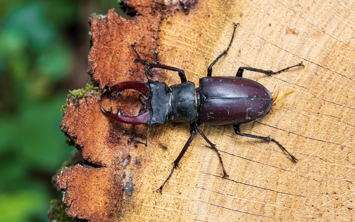 der-hirschk-fer-auff-llig-und-gef-hrdet-tierwelt-ch-tierwelt
