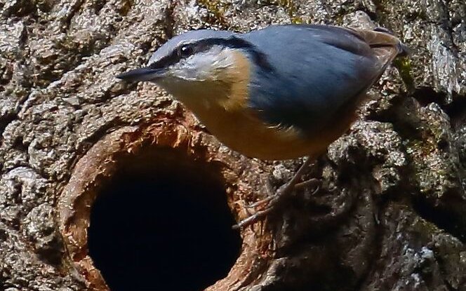 Kleiber gehören auch zu den häufigen Vögeln im Sihlwald.