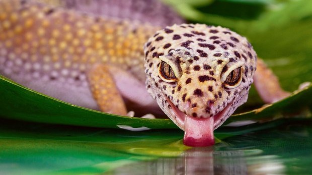 Der Leopardgecko ist mit seinen Punkten ein echter Hingucker im Terrarium.