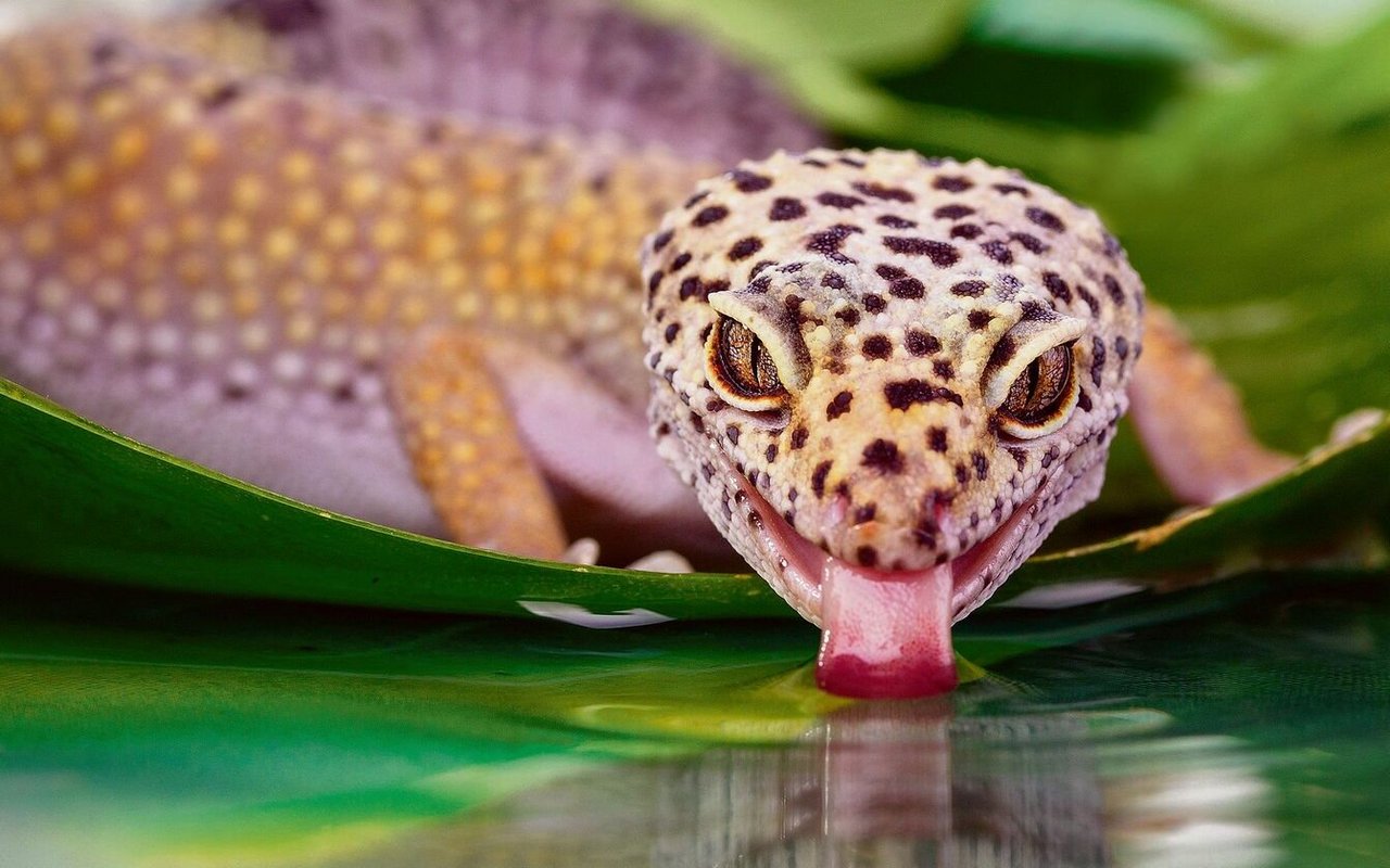 Der Leopardgecko ist mit seinen Punkten ein echter Hingucker im Terrarium.