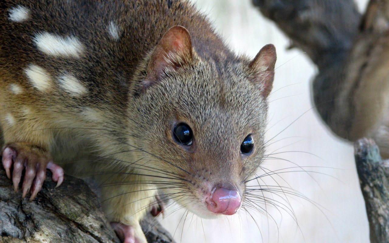 Beutelmarder finden sich über ganz Australien verteilt, außerdem in Neuguinea, auf Tasmanien und anderen Inseln.