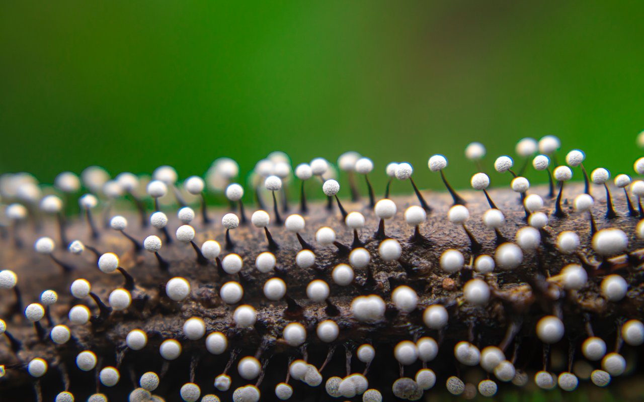 An tatsächliche Pilze erinnert das Breitfuss-Stielkügelchen (Physarum leucophaeum).