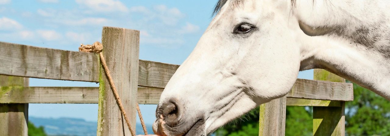 Ein normaler Salzleckstein im Stall und auf der Weide reicht aus, um den Salzbedarf der meisten Pferde zu decken.
