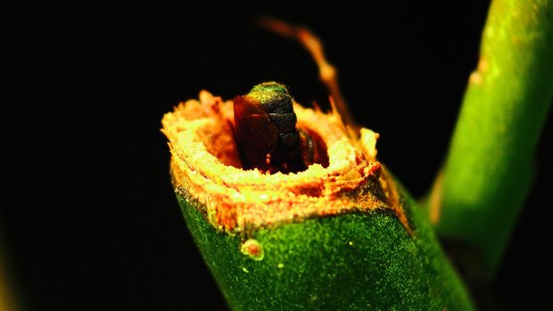 Wildbienen legen ihre Brut in hohle Pflanzenstängel oder überwintern gar selbst darin.