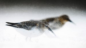 Mit der Aufnahme «Zwischen Blumen und Sonne» gewann Fitze 2021 die Auszeichnung «Young Nature Photographer of the Year».