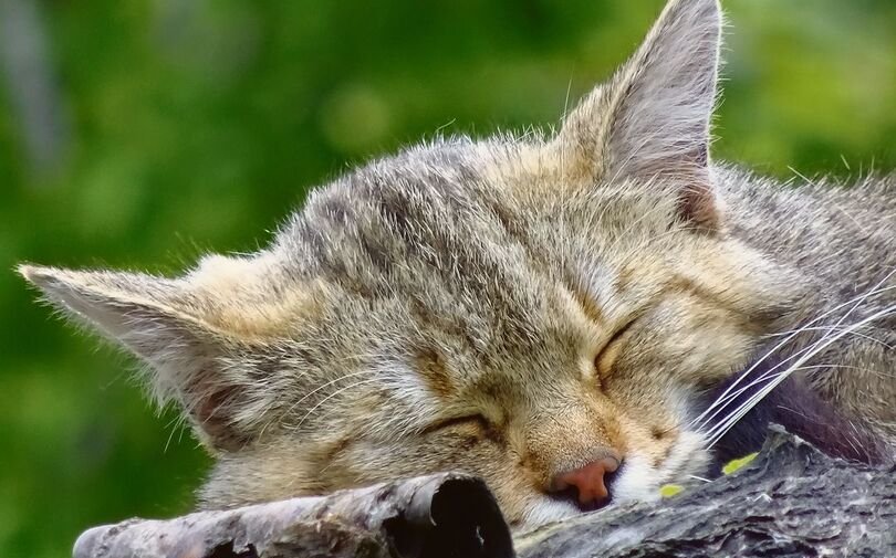 Die Wildkatze lässt sich von nichts und niemandemin ihrem Schlaf unterbrechen.