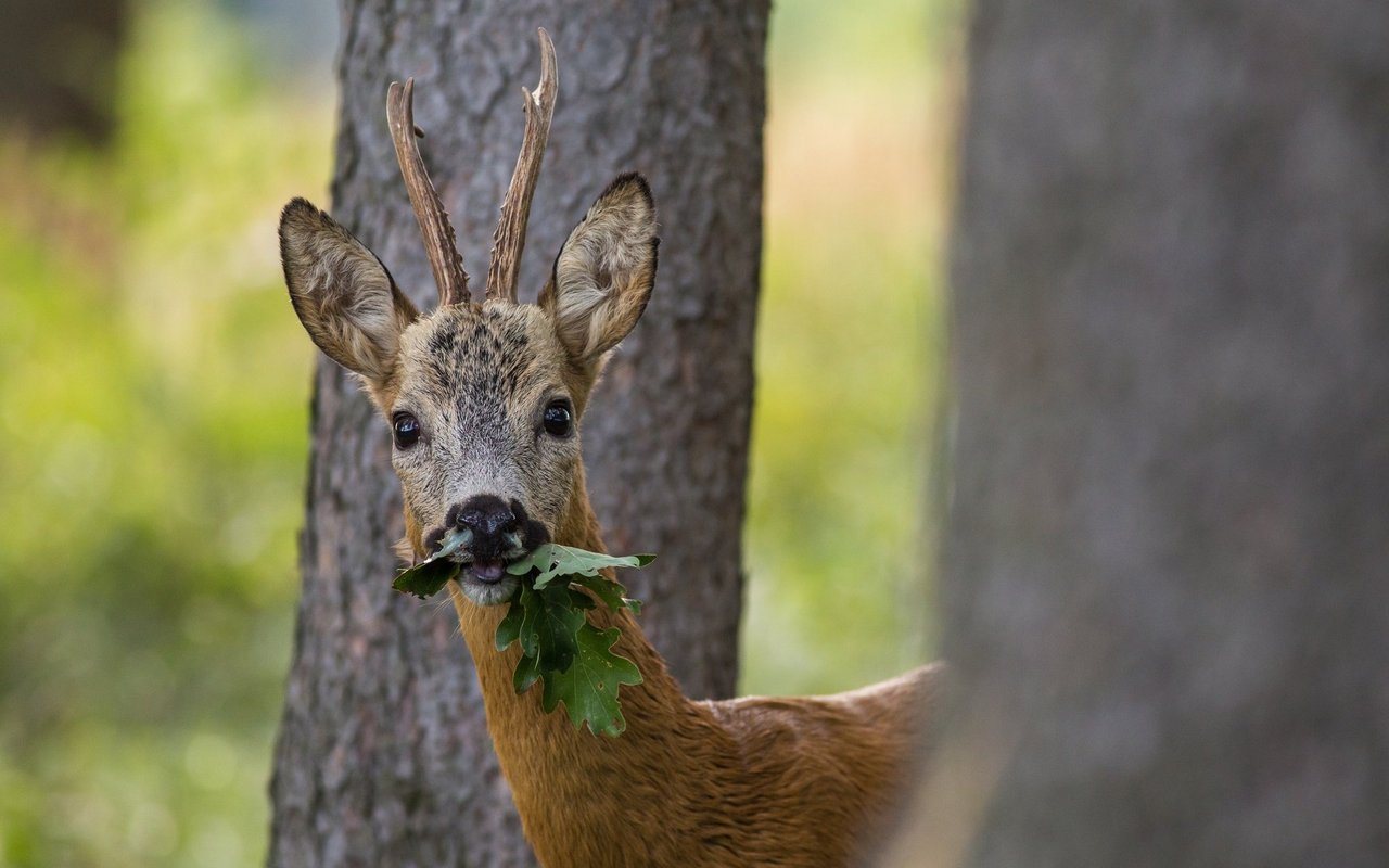 Bevorzugt fressen Rehe die Pflanzenteile, die etwa 75 Zentimeter über dem Boden stehen.