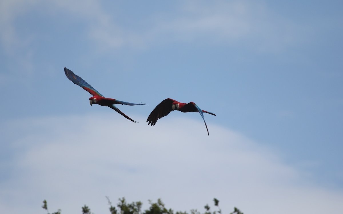 Dunkelrote Aras sind in der Natur meist paarweise unterwegs. 