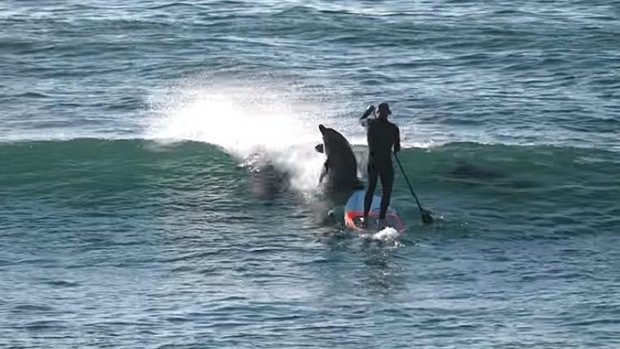 Delfin schubst Stand-up-Paddler