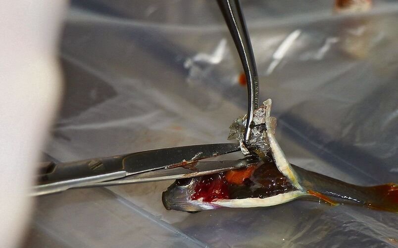 Die Proben von euthanasierten Schwertträgern zeigen einen Befall mit Kiemenwürmern.