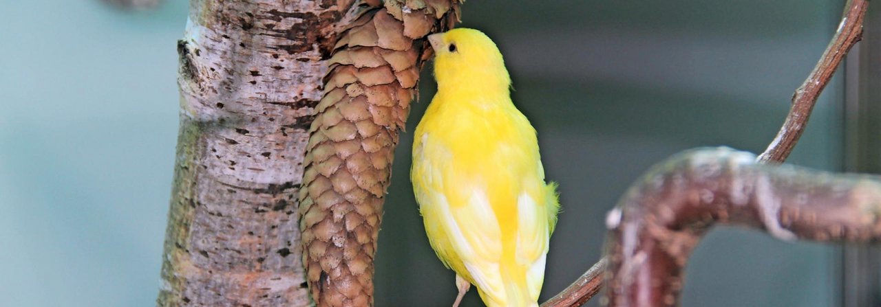 Dieser Kanarienvogel klaubt Samen aus einem Tannenzapfen und pickt die Schuppen ab.