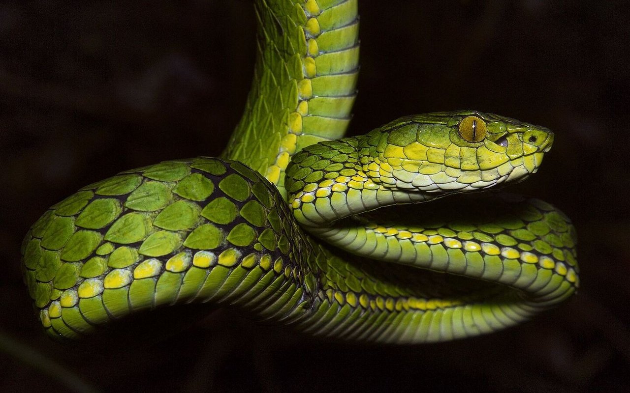 Die Trimeresurus salazar wurde nach der Harry-Potter-Figur Salazar Slytherin benannt. 