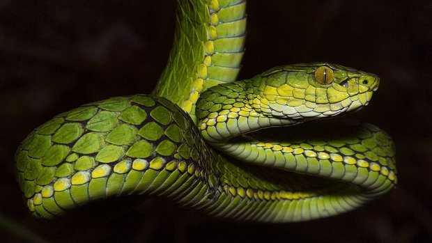 Trimeresurus salazar