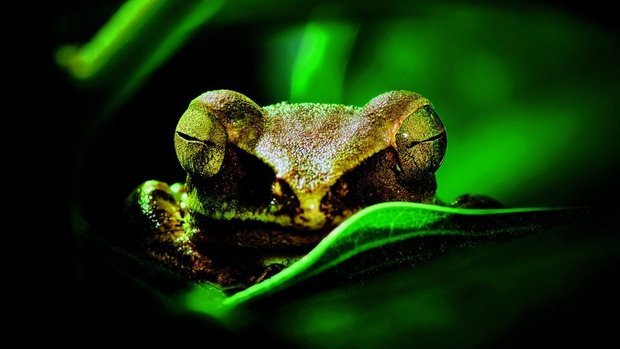 Schlafender Frosch