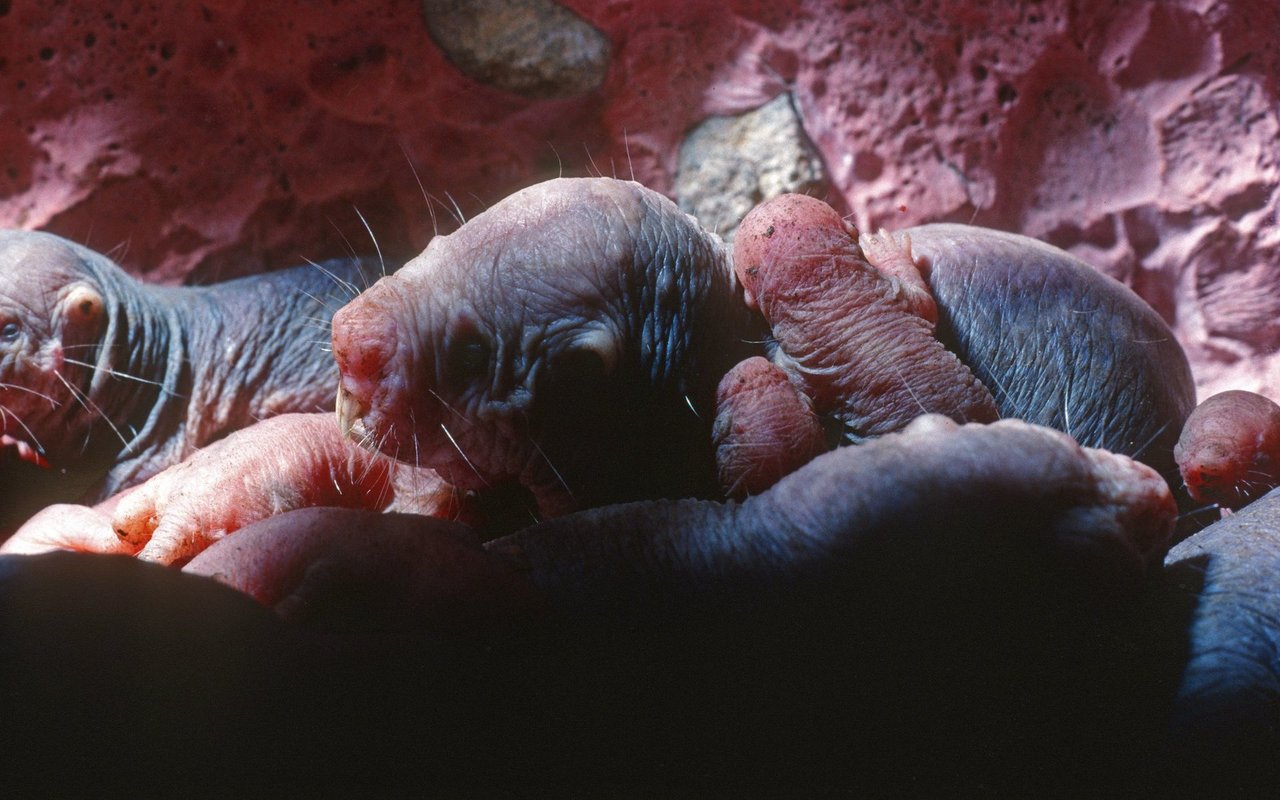 Die unterirdischen Kolonien können bis zu 300 Tiere zählen.