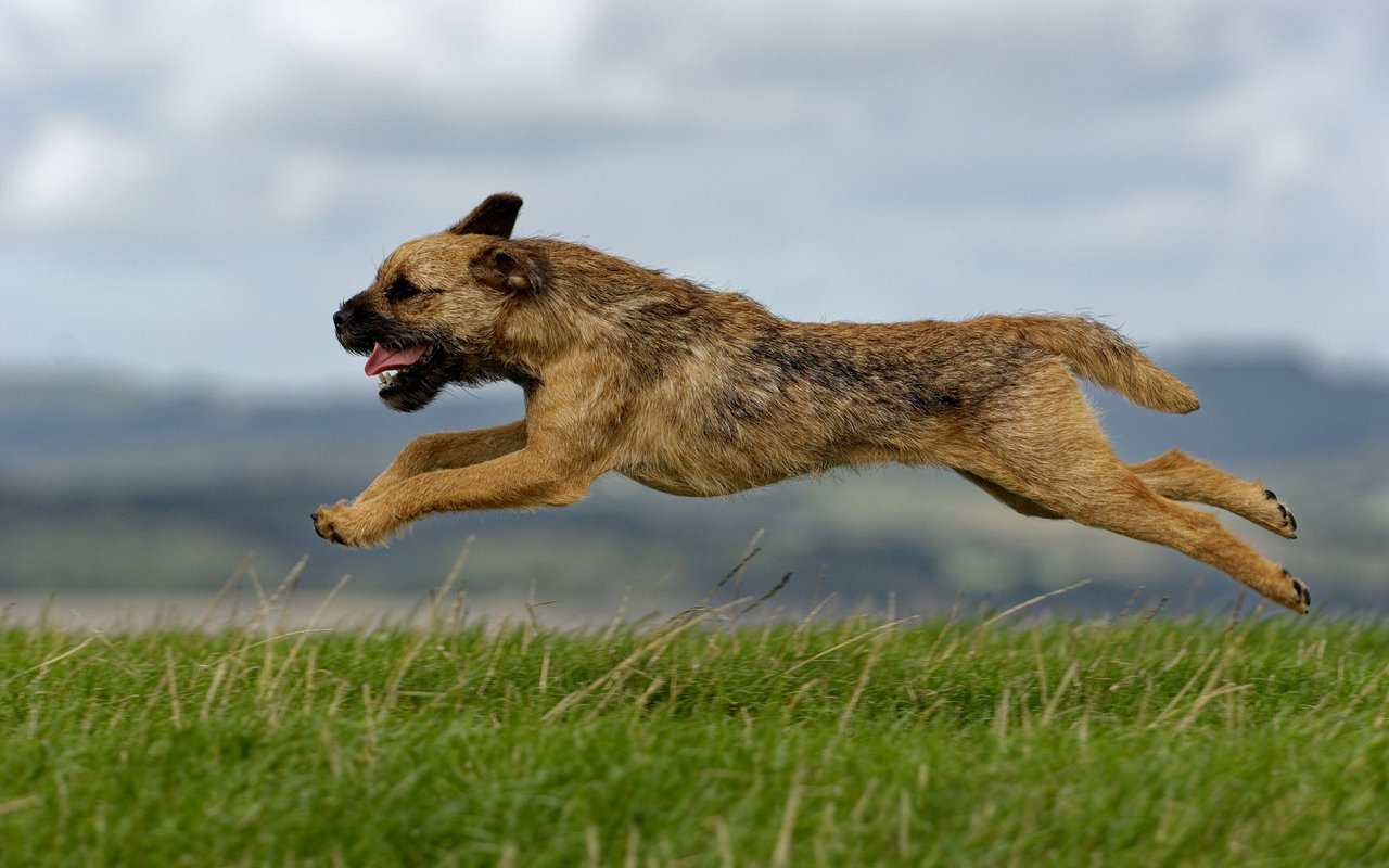 Klein und lauffreudig: Der Border Terrier begleitet seine Besitzerin auch gerne bei einem Ausritt zu Pferd.