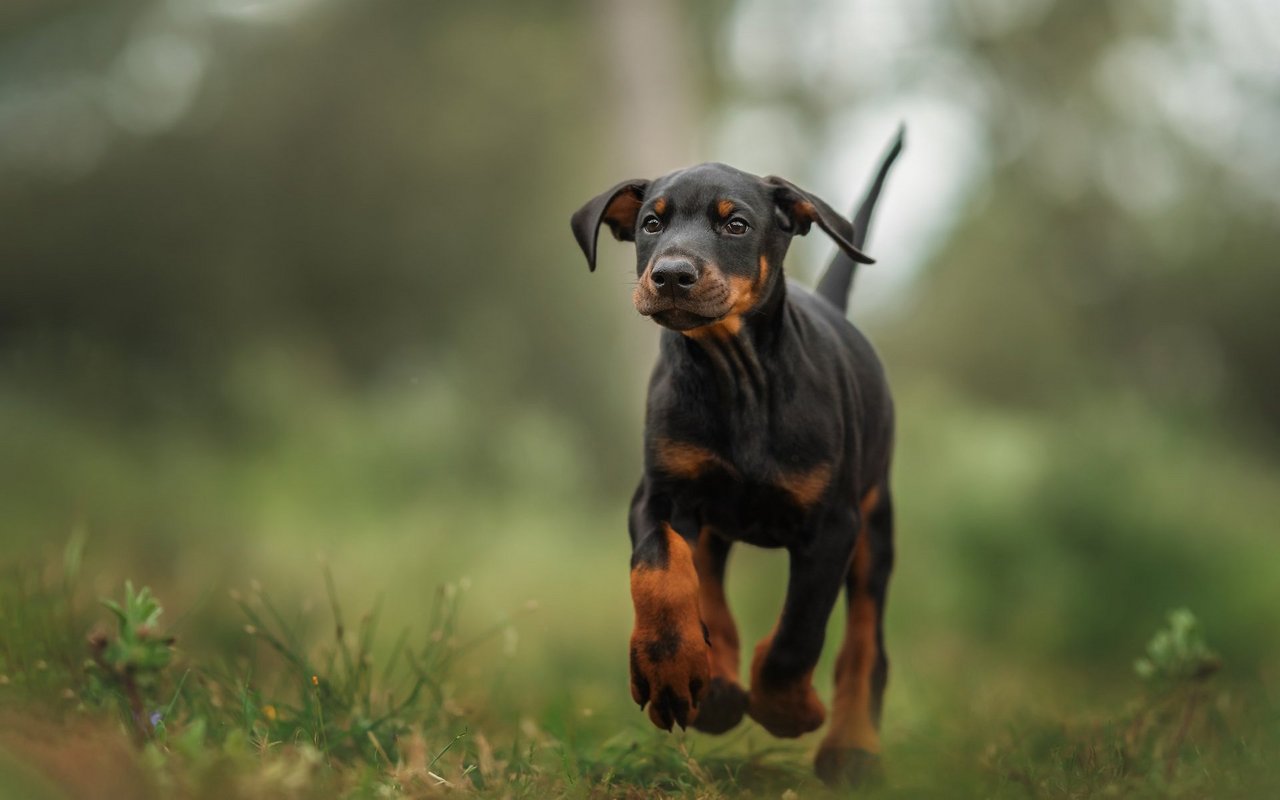 Bevor man sich einen süssen Dobermann ins Haus holt, sollte man darüber nachdenken, ob das Tier auch wenn es gross ist noch Platz im Leben hat.