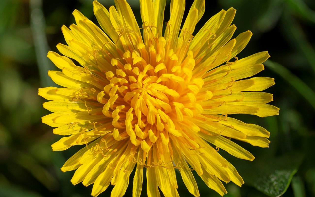 Löwenzahn (Taraxacum officinale)