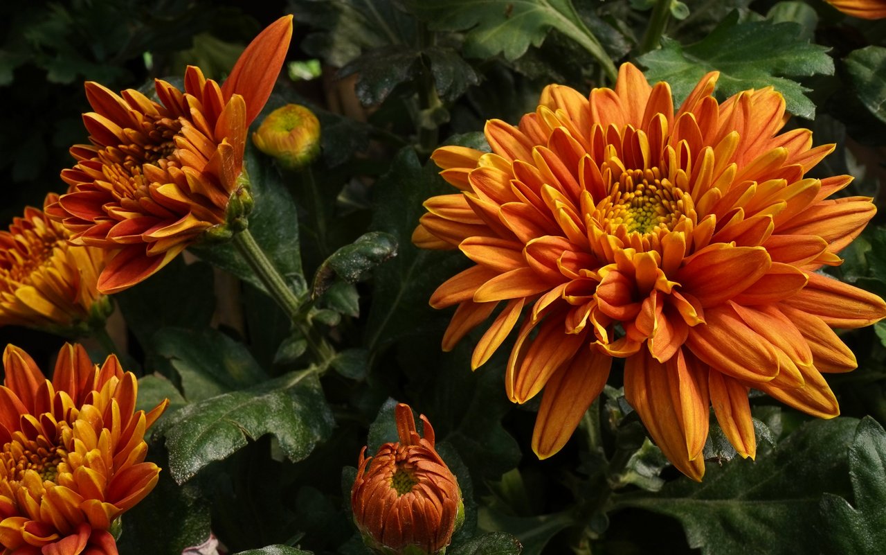 Chrysanthemen (Chrysanthemum)