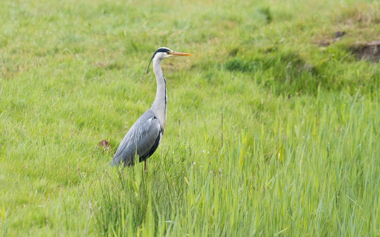 Die Tiere sind öfters auch auf Weiden zu sehen.