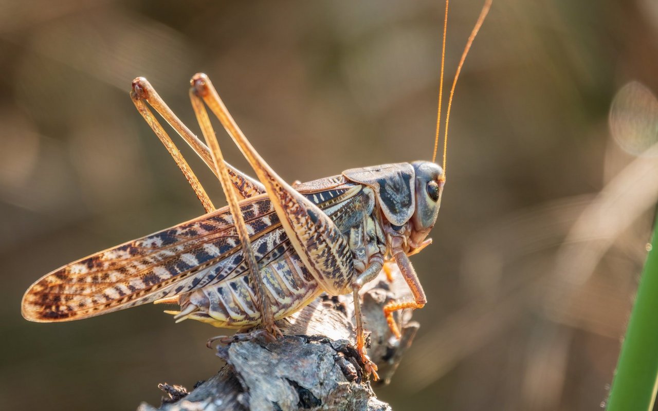 Die Wanderheuschrecke (Locusta migratoria)