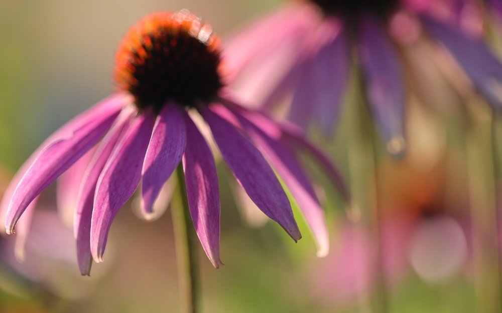 Der Purpur-Sonnenhut (Echinacea purpurea) bevorzugt sonnige Standorte mit durchlässigem Boden.