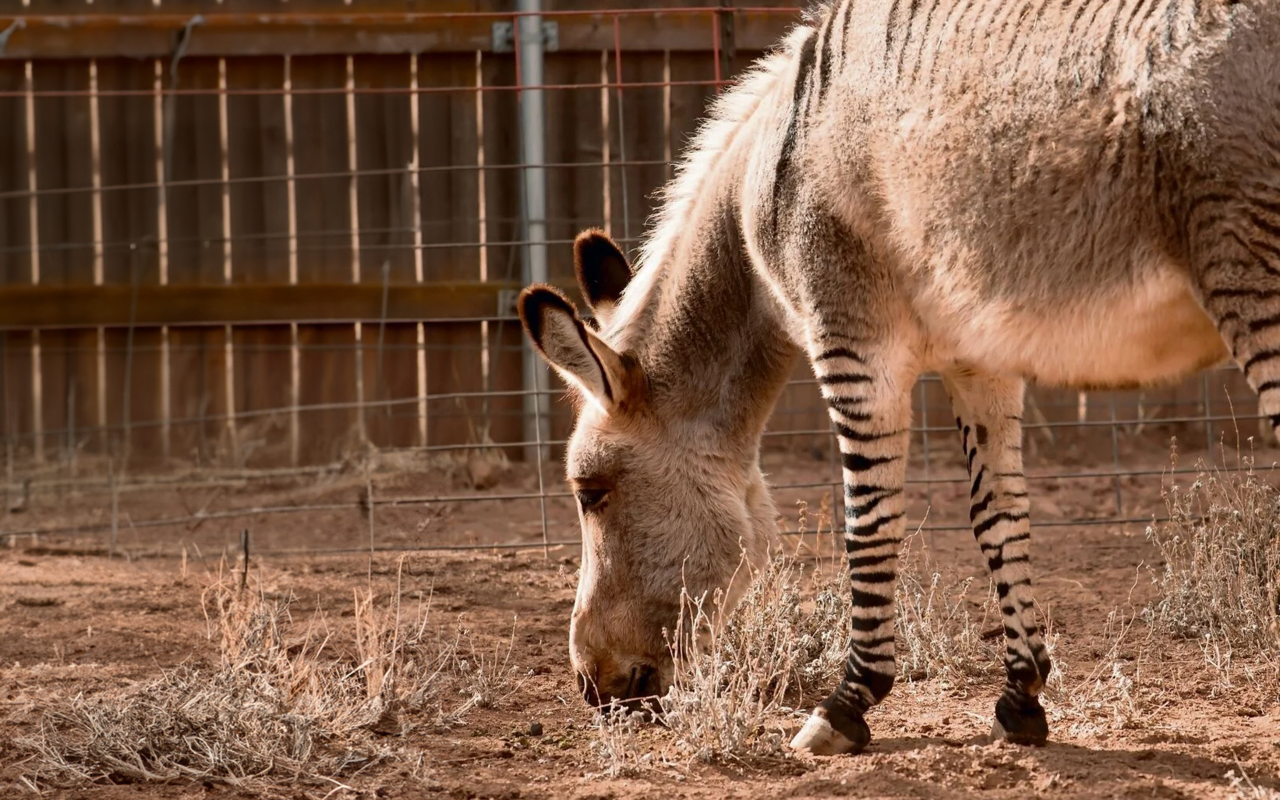 Es gibt immer mehr neue Tiere aufgrund der Hybridisierung.
