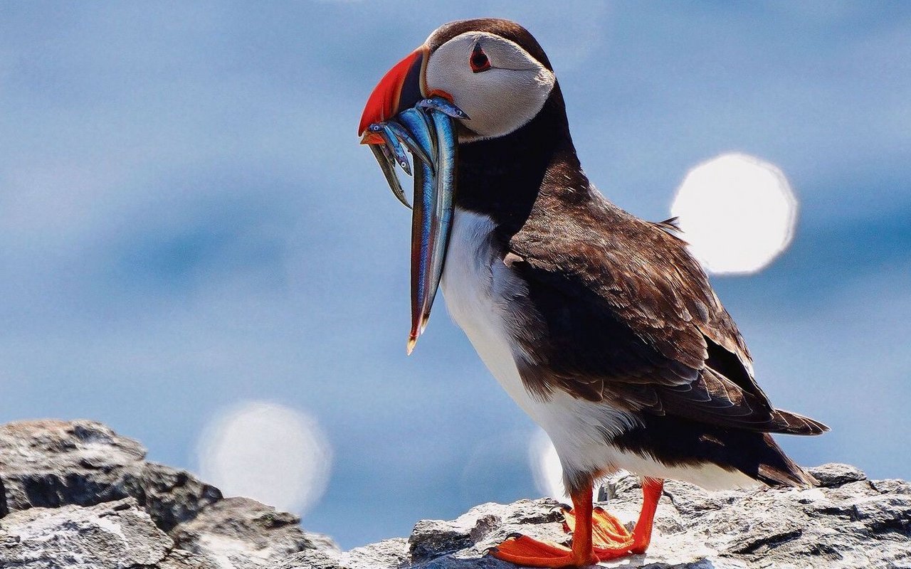 Die Papageitaucher paaren sich auf dem Meer und ziehen im Frühling an die Küste. Dort wirbt das Männchen um sein Weibchen. 