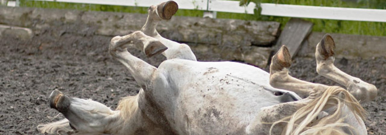 Jedes Pferd hat seine eigene Technik, wenn es sich genüsslich im Dreck wälzt.