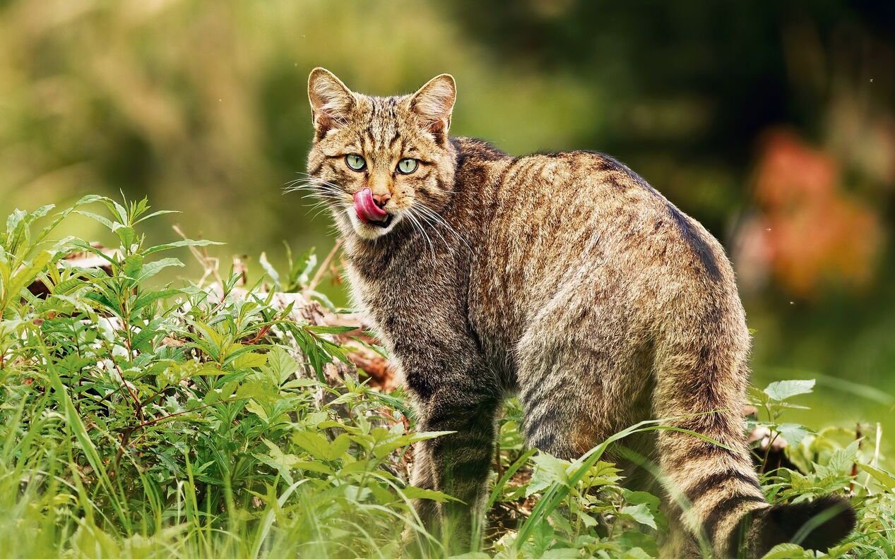 Hauskatze und Wildkatze können bei ihren Streifzügen aufeinander treffen.