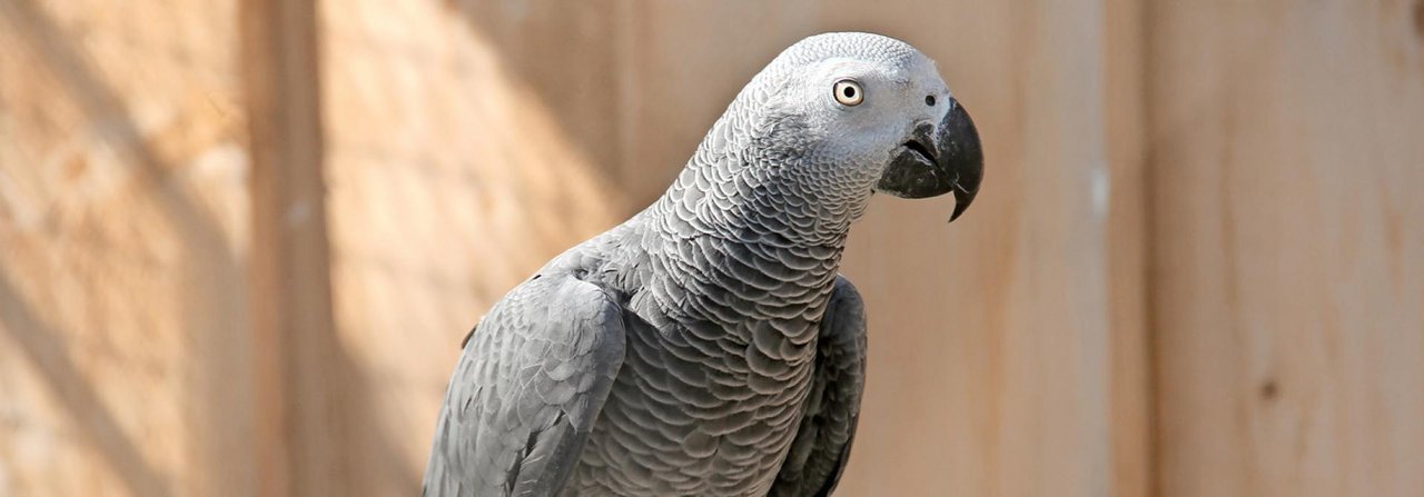 Am besten ist, wenn Vögel wie dieser Graupapagei im direkten Sonnenlicht sitzen.