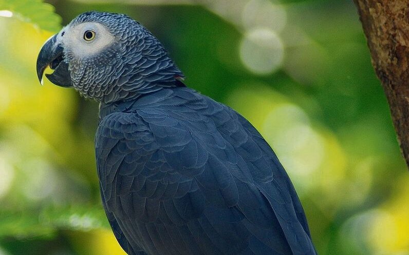 Auf der Insel Prinzipe im Golf von Guinea leben Graupapageien. 