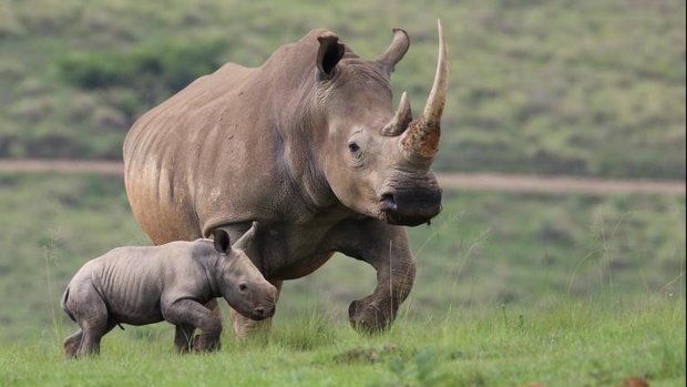 Nashorn-Mutter mit Kalb