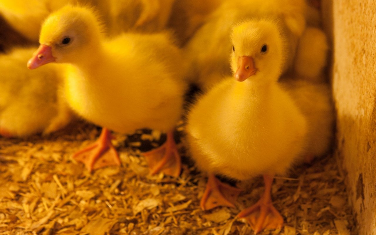 Die Diepholzer Gans wird nicht mehr so weit verbreitet gezüchtet. 