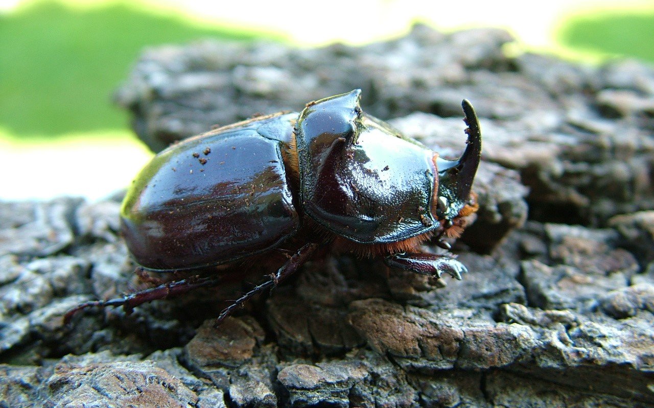 Nashornkäfer sind leicht an ihrem Horn zu erkennen. 