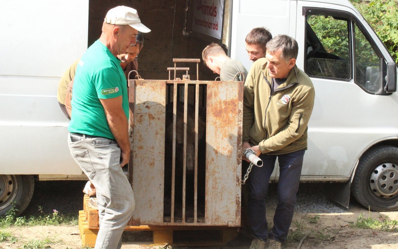 Ein Helferteam von VIER PFOTEN transportiert einen männlichen Bären in den BÄRENWALD Domazhyr.