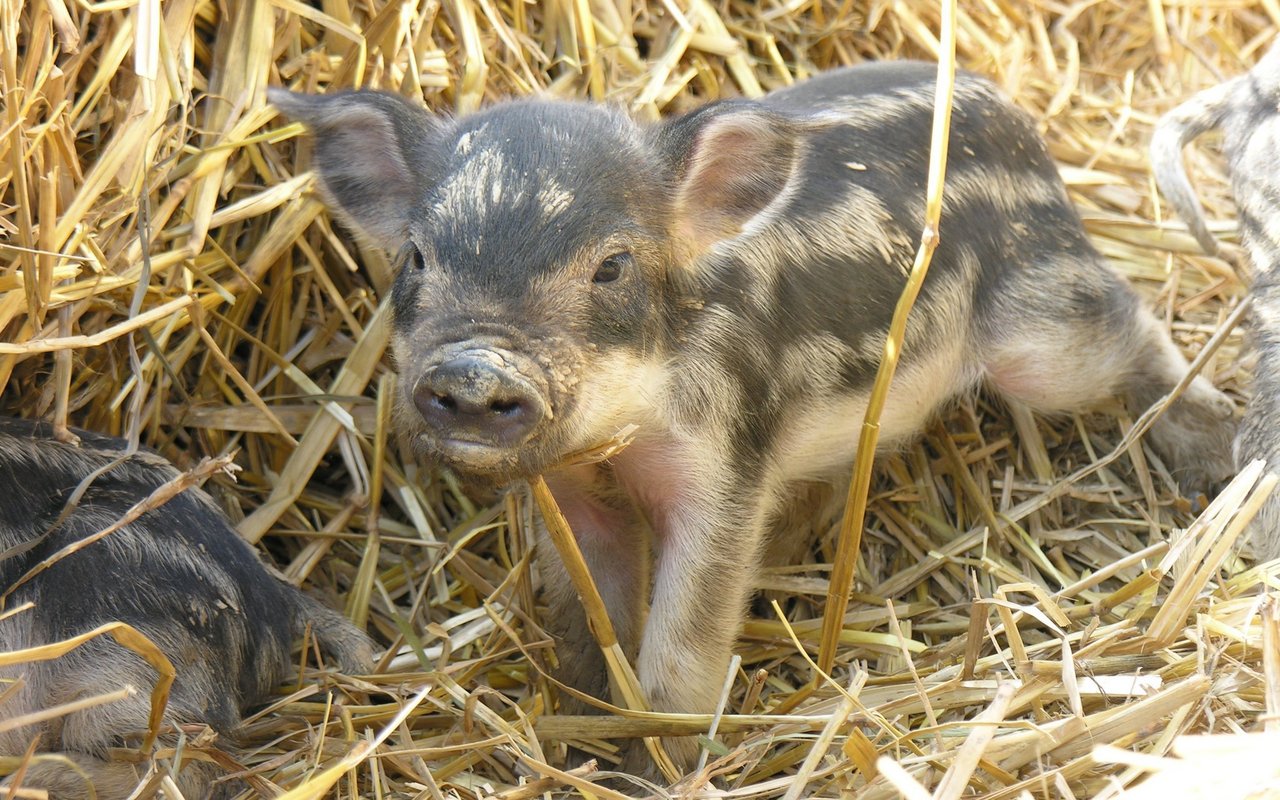 Die Ferkel kommen mit Frischlingsstreifen zur Welt – ein Zeichen für die nahe Verwandtschaft zum Wildschwein.