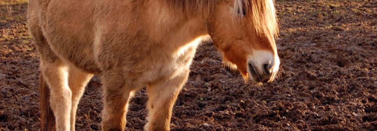 Steht ein Pferd häufig auf feuchtem Boden, weichen die Hufe auf und werden anfällig für Geschwüre.