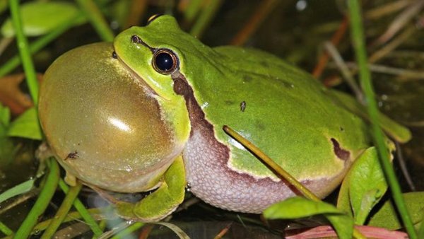 Frösche zu laut Teich muss weg tierwelt.ch TierWelt